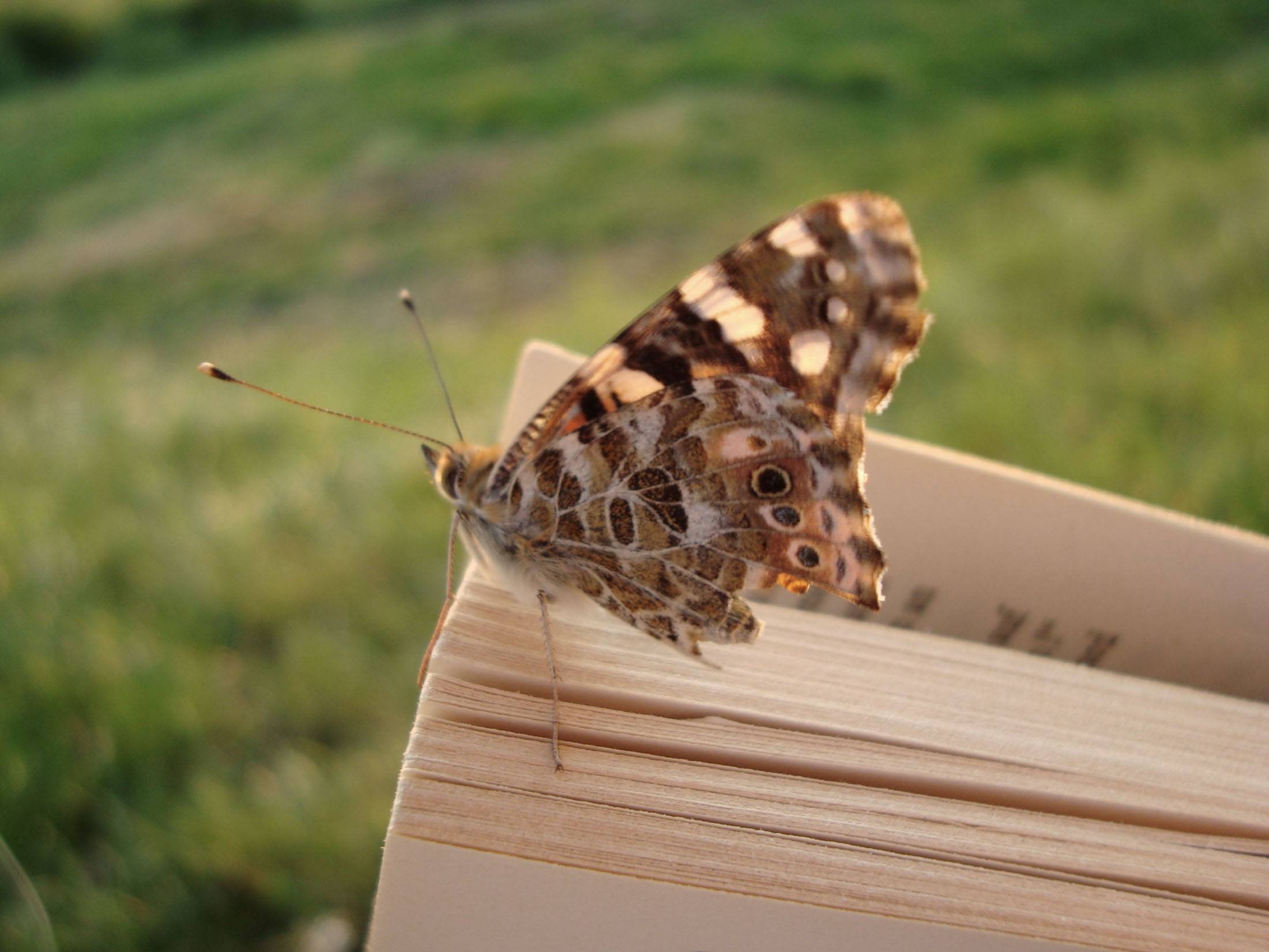 Read more about the article Der Schmetterling – Symbol der Hoffnung